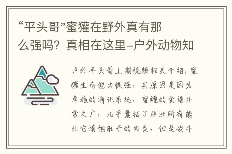 “平头哥"蜜獾在野外真有那么强吗？真相在这里-户外动物知识