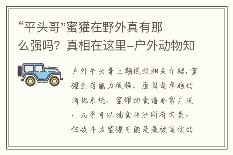 “平头哥"蜜獾在野外真有那么强吗？真相在这里-户外动物知识