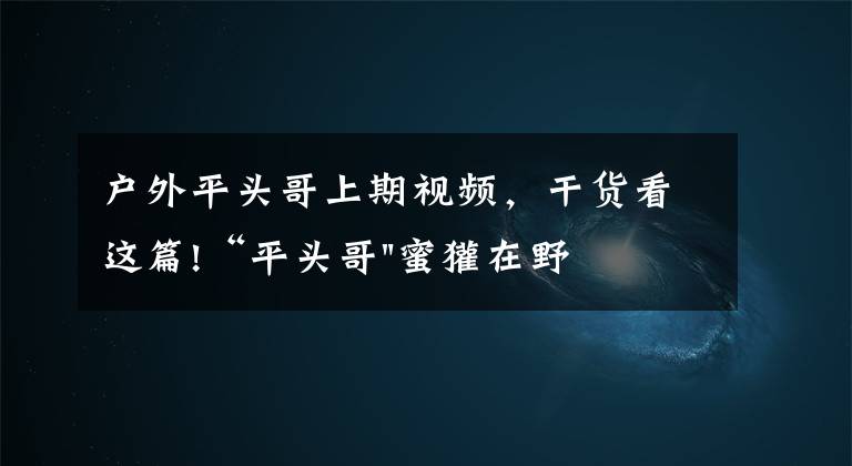 户外平头哥上期视频，干货看这篇!“平头哥"蜜獾在野外真有那么强吗？真相在这里-户外动物知识