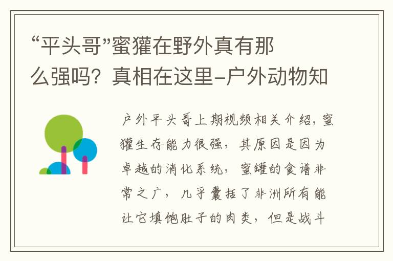 “平头哥"蜜獾在野外真有那么强吗？真相在这里-户外动物知识