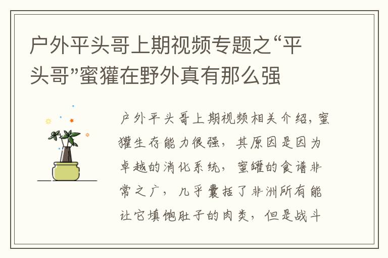 户外平头哥上期视频专题之“平头哥"蜜獾在野外真有那么强吗？真相在这里-户外动物知识