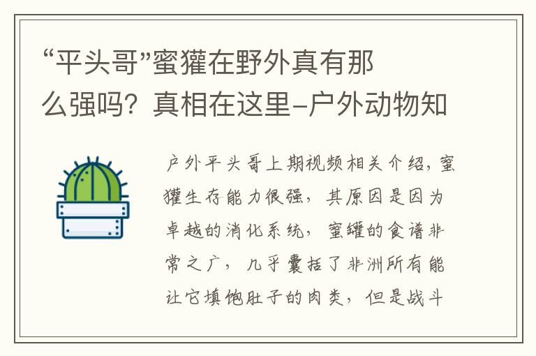 “平头哥"蜜獾在野外真有那么强吗？真相在这里-户外动物知识