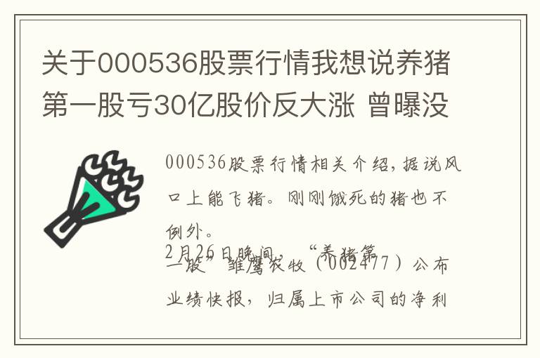 关于000536股票行情我想说养猪第一股亏30亿股价反大涨 曾曝没钱饿死猪