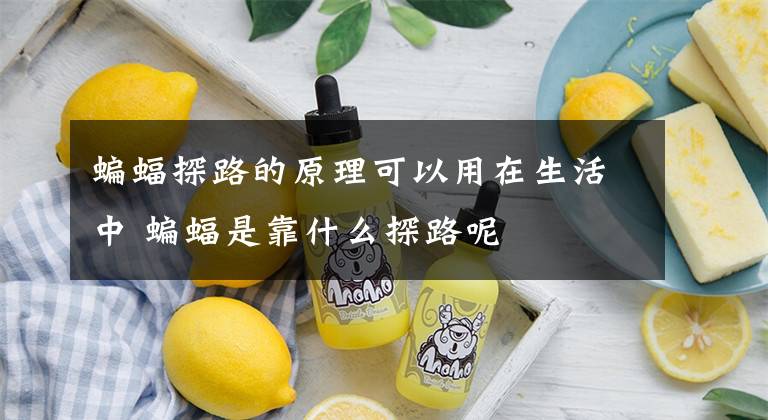 蝙蝠探路的原理可以用在生活中 蝙蝠是靠什么探路呢文章配图