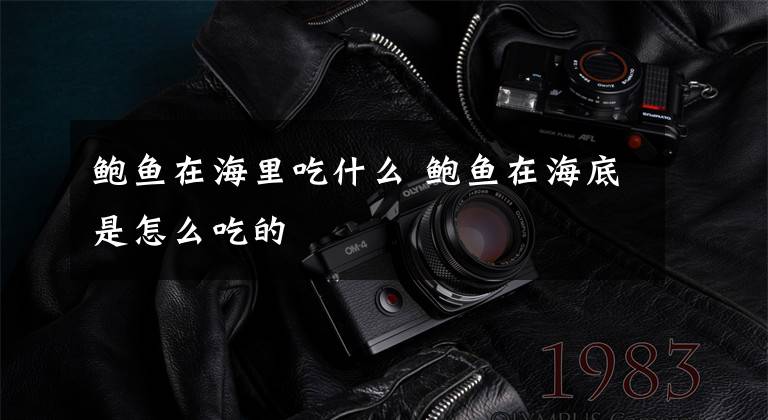 鲍鱼在海里吃什么 鲍鱼在海底是怎么吃的文章配图