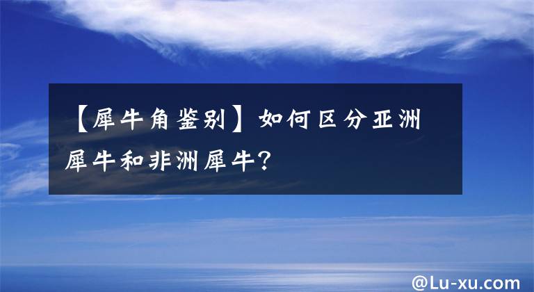 【犀牛角鉴别】如何区分亚洲犀牛和非洲犀牛？文章配图