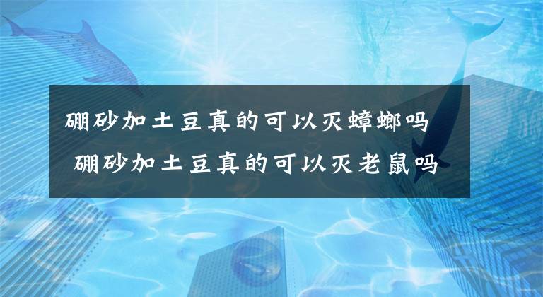 硼砂加土豆真的可以灭蟑螂吗 硼砂加土豆真的可以灭老鼠吗文章配图