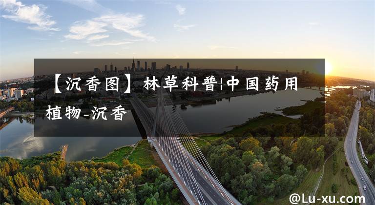【沉香图】林草科普|中国药用植物-沉香文章配图