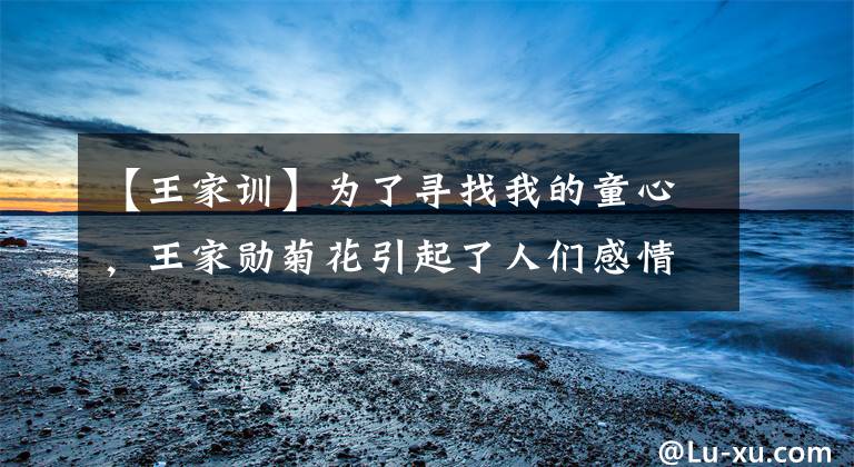 【王家训】为了寻找我的童心，王家勋菊花引起了人们感情的波澜文章配图