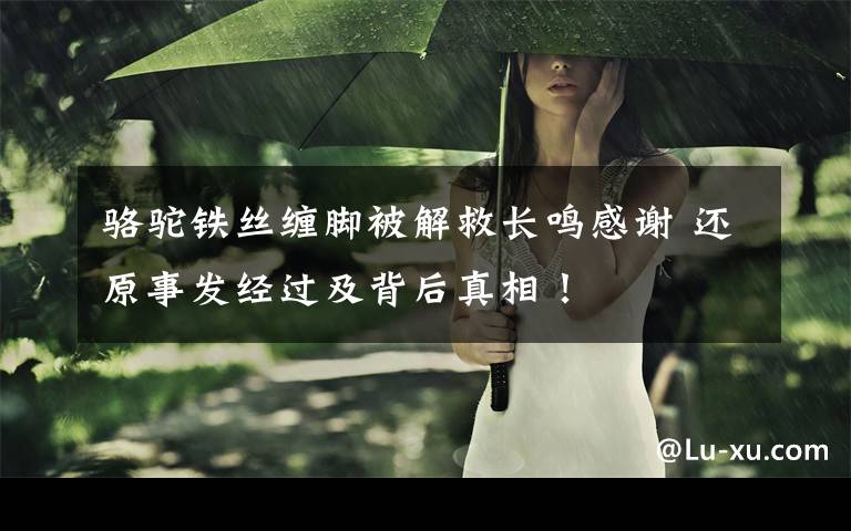 骆驼铁丝缠脚被解救长鸣感谢 还原事发经过及背后真相！文章配图