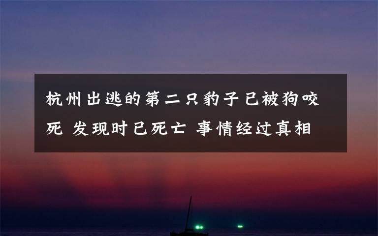 杭州出逃的第二只豹子已被狗咬死 发现时已死亡 事情经过真相揭秘！