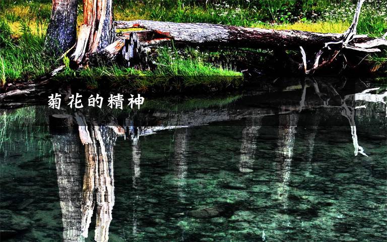 菊花的精神