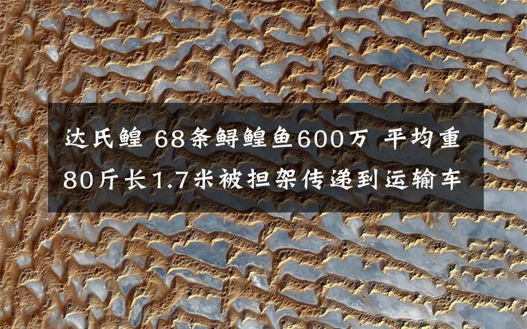 达氏鳇 68条鲟鳇鱼600万 平均重80斤长1.7米被担架传递到运输车上