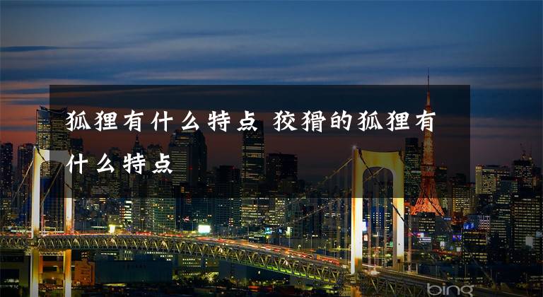 狐狸有什么特点 狡猾的狐狸有什么特点文章配图