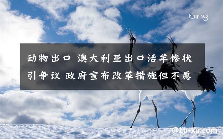 动物出口 澳大利亚出口活羊惨状引争议 政府宣布改革措施但不愿全面禁止