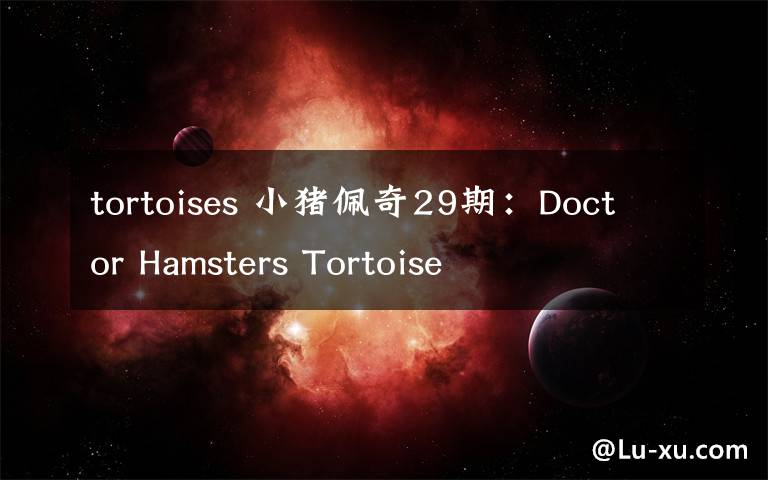 tortoises 小猪佩奇29期：Doctor Hamsters Tortoise