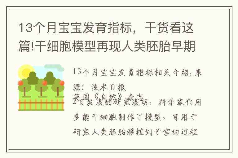 13个月宝宝发育指标，干货看这篇!干细胞模型再现人类胚胎早期发育