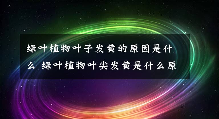 绿叶植物叶子发黄的原因是什么 绿叶植物叶尖发黄是什么原因文章配图