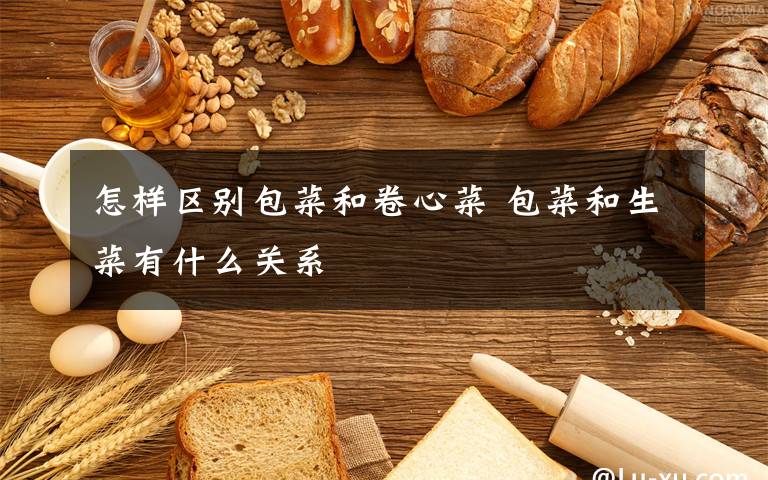 怎样区别包菜和卷心菜 包菜和生菜有什么关系文章配图