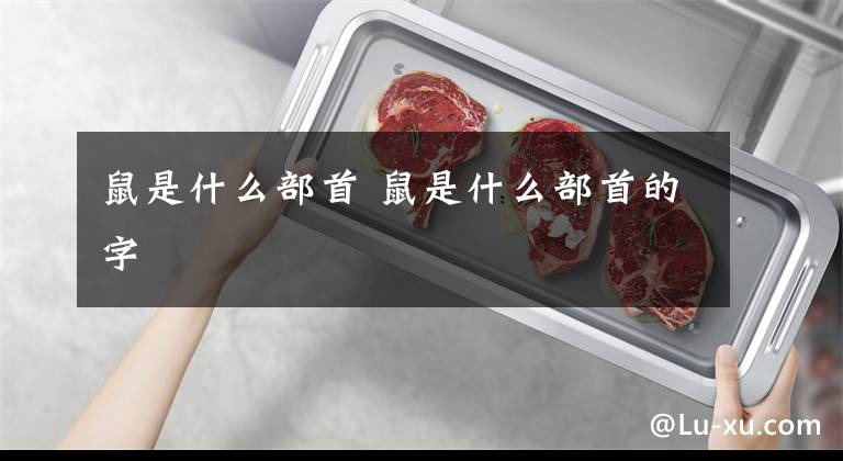 鼠是什么部首 鼠是什么部首的字文章配图
