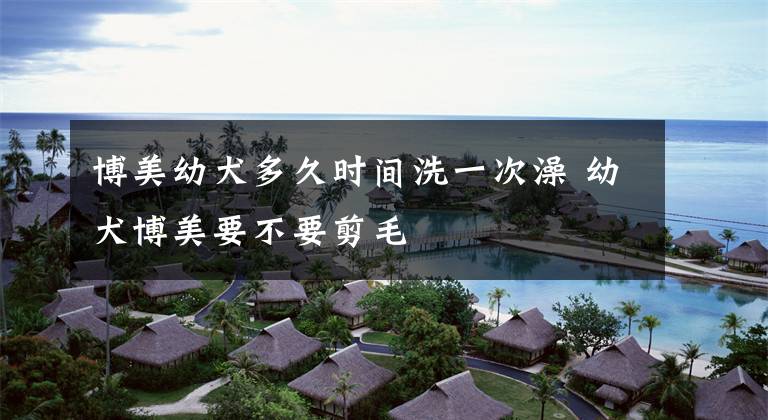 博美幼犬多久时间洗一次澡 幼犬博美要不要剪毛文章配图