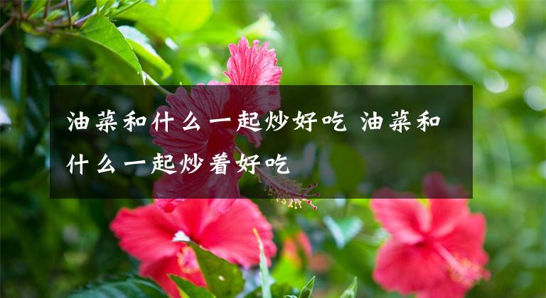 油菜和什么一起炒好吃 油菜和什么一起炒着好吃文章配图
