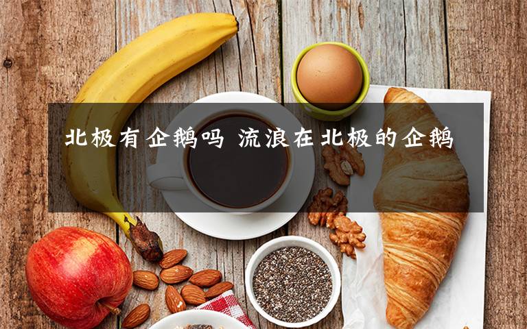 北极有企鹅吗 流浪在北极的企鹅文章配图