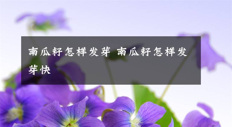 南瓜籽怎样发芽 南瓜籽怎样发芽快