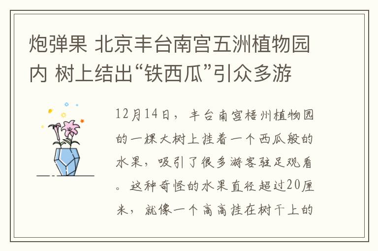 炮弹果 北京丰台南宫五洲植物园内 树上结出“铁西瓜”引众多游客驻足