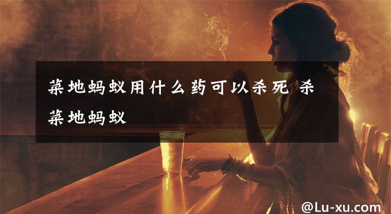 菜地蚂蚁用什么药可以杀死 杀菜地蚂蚁