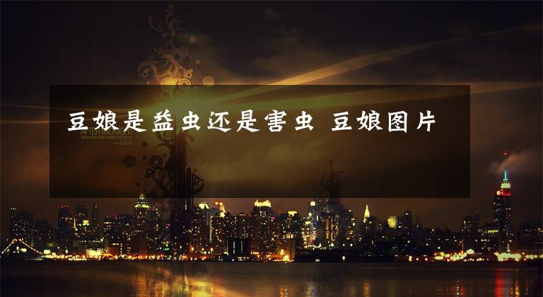 豆娘是益虫还是害虫 豆娘图片文章配图