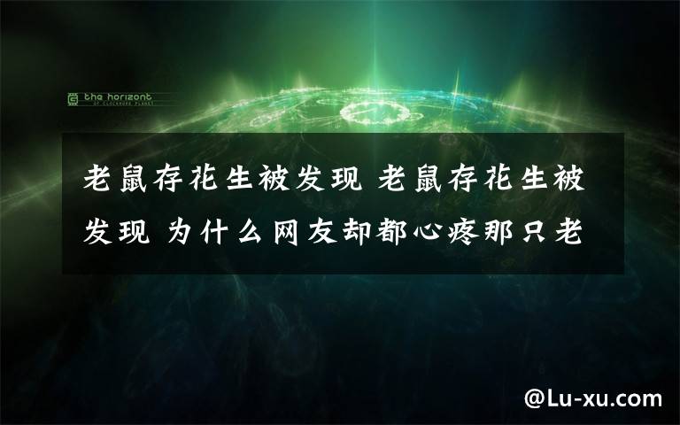 老鼠存花生被发现 老鼠存花生被发现 为什么网友却都心疼那只老鼠？（图）