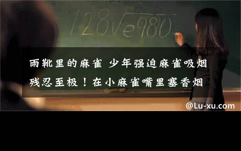 雨靴里的麻雀 少年强迫麻雀吸烟残忍至极！在小麻雀嘴里塞香烟取乐