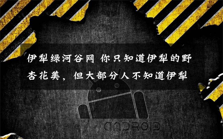 伊犁绿河谷网 你只知道伊犁的野杏花美，但大部分人不知道伊犁的大白杏甜！