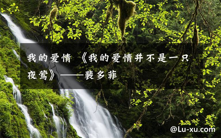 我的爱情 《我的爱情并不是一只夜莺》——裴多菲文章配图