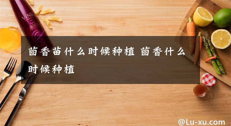茴香苗什么时候种植 茴香什么时候种植文章配图