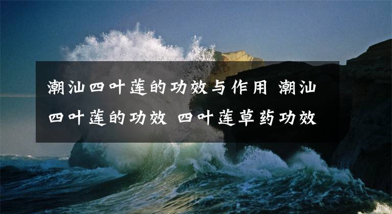 潮汕四叶莲的功效与作用 潮汕四叶莲的功效 四叶莲草药功效与作用