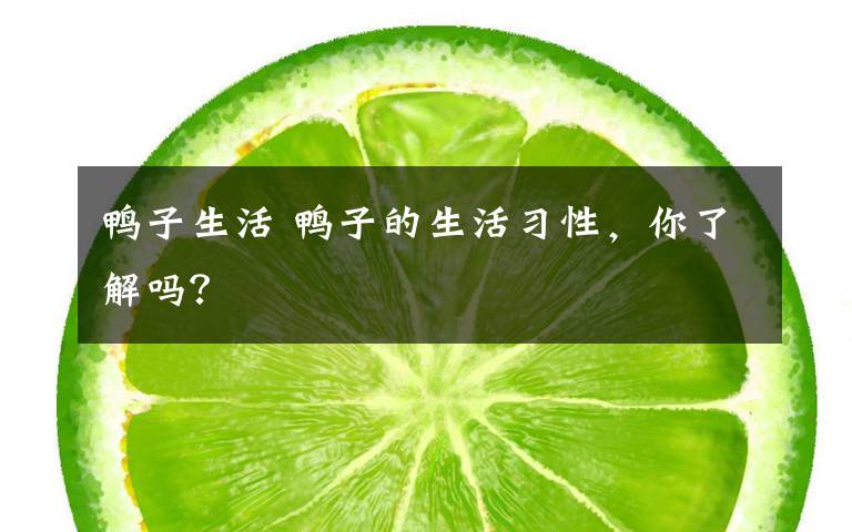 鸭子生活 鸭子的生活习性，你了解吗？