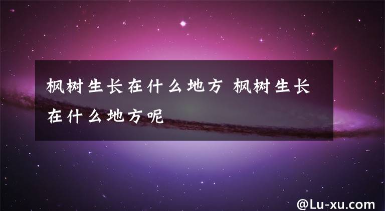 枫树生长在什么地方 枫树生长在什么地方呢文章配图