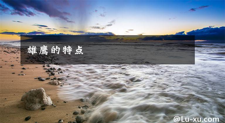 雄鹰的特点文章配图