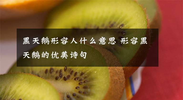 黑天鹅形容人什么意思 形容黑天鹅的优美诗句文章配图