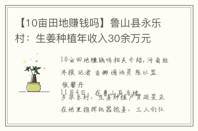 【10亩田地赚钱吗】鲁山县永乐村：生姜种植年收入30余万元