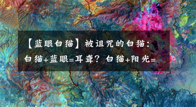 【蓝眼白猫】被诅咒的白猫：白猫+蓝眼=耳聋？白猫+阳光=癌？