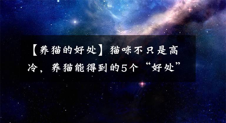 【养猫的好处】猫咪不只是高冷，养猫能得到的5个“好处”，铲屎官们有同感吗？