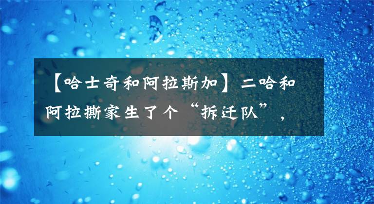 【哈士奇和阿拉斯加】二哈和阿拉撕家生了个“拆迁队”，可以想象到主人天天都是崩溃的