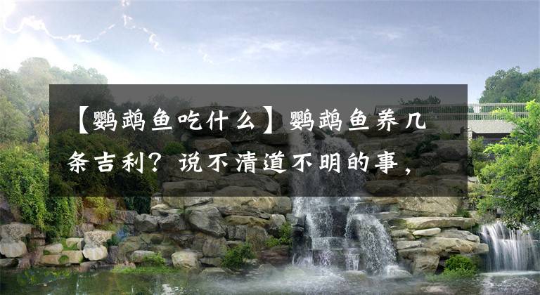 【鹦鹉鱼吃什么】鹦鹉鱼养几条吉利？说不清道不明的事，咱就得讲究点来做