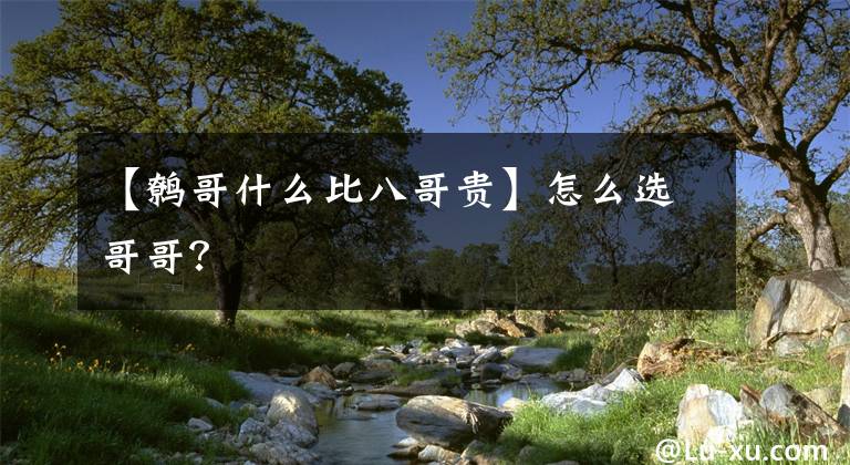 【鹩哥什么比八哥贵】怎么选哥哥？