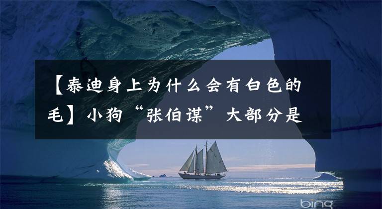 【泰迪身上为什么会有白色的毛】小狗“张伯谋”大部分是因为这六个原因而提前计划的。文章配图