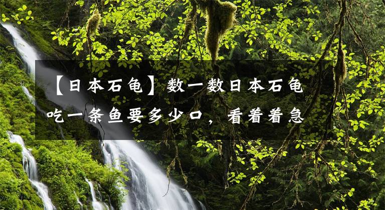 【日本石龟】数一数日本石龟吃一条鱼要多少口，看着着急「龟谷鳖老」