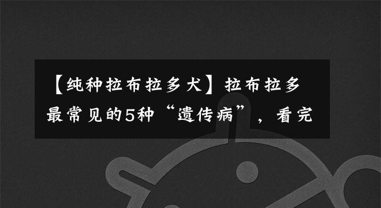 【纯种拉布拉多犬】拉布拉多最常见的5种“遗传病”，看完你还想养吗？